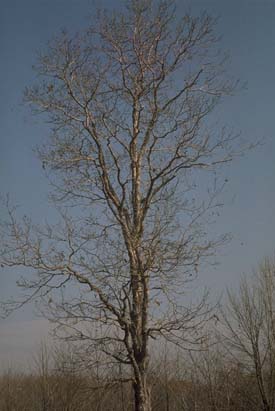 shagbark hickory